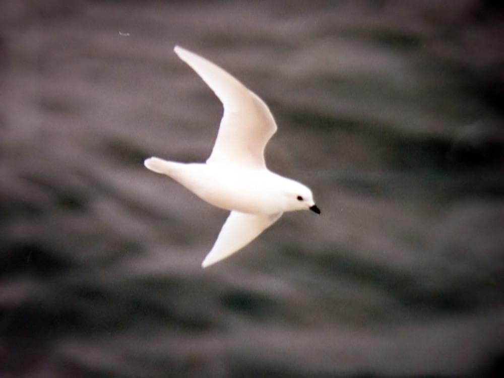 Snow Petrel — 1/3