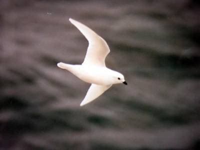 Snow Petrel