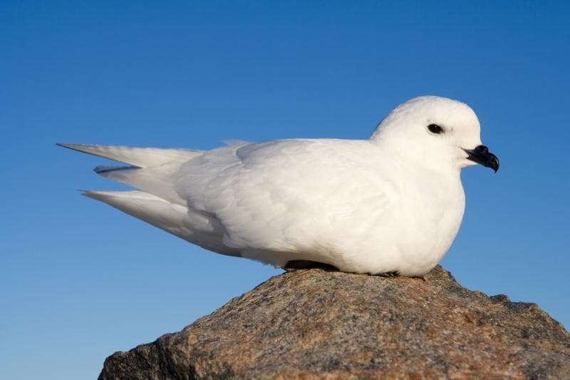 Snow Petrel — 2/3