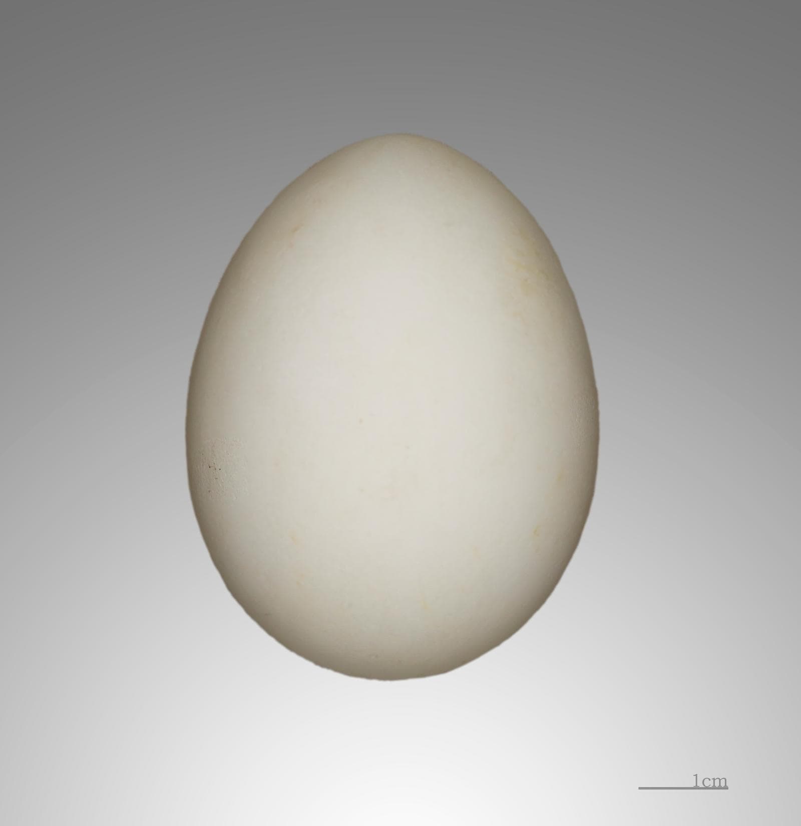 Snow Petrel — 3/3