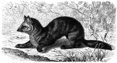 Sable