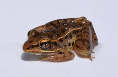 Southern Leopard Frog
