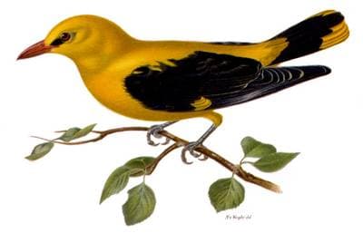 Golden Oriole