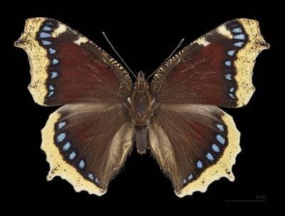 Mourning Cloak