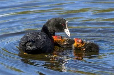 Common Coot