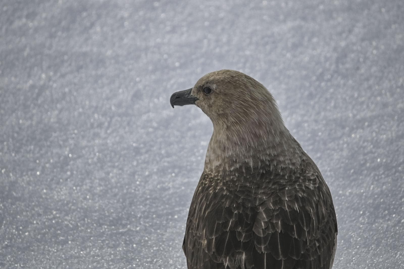 South Polar Skua — 1/3