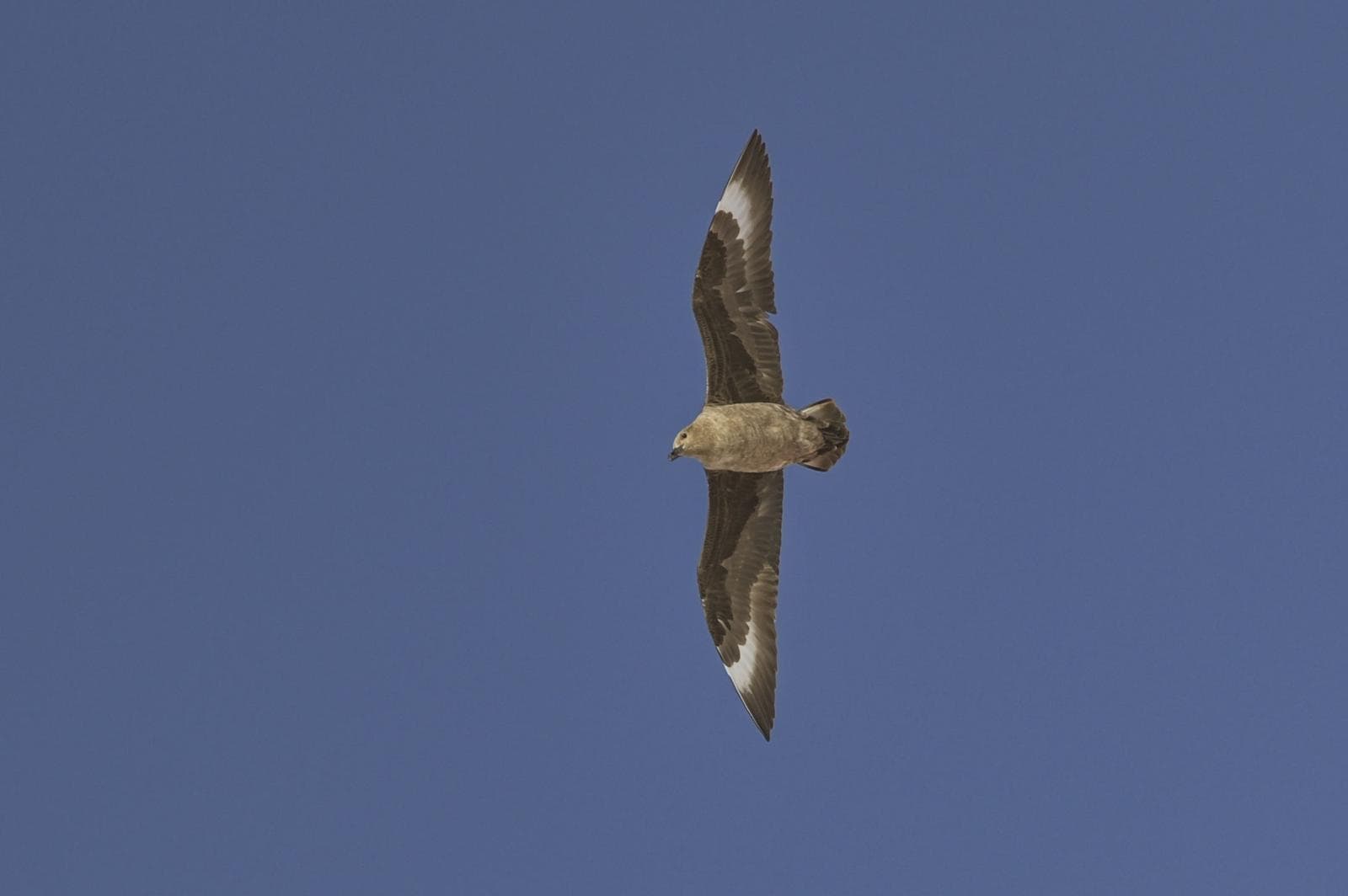 South Polar Skua — 2/3