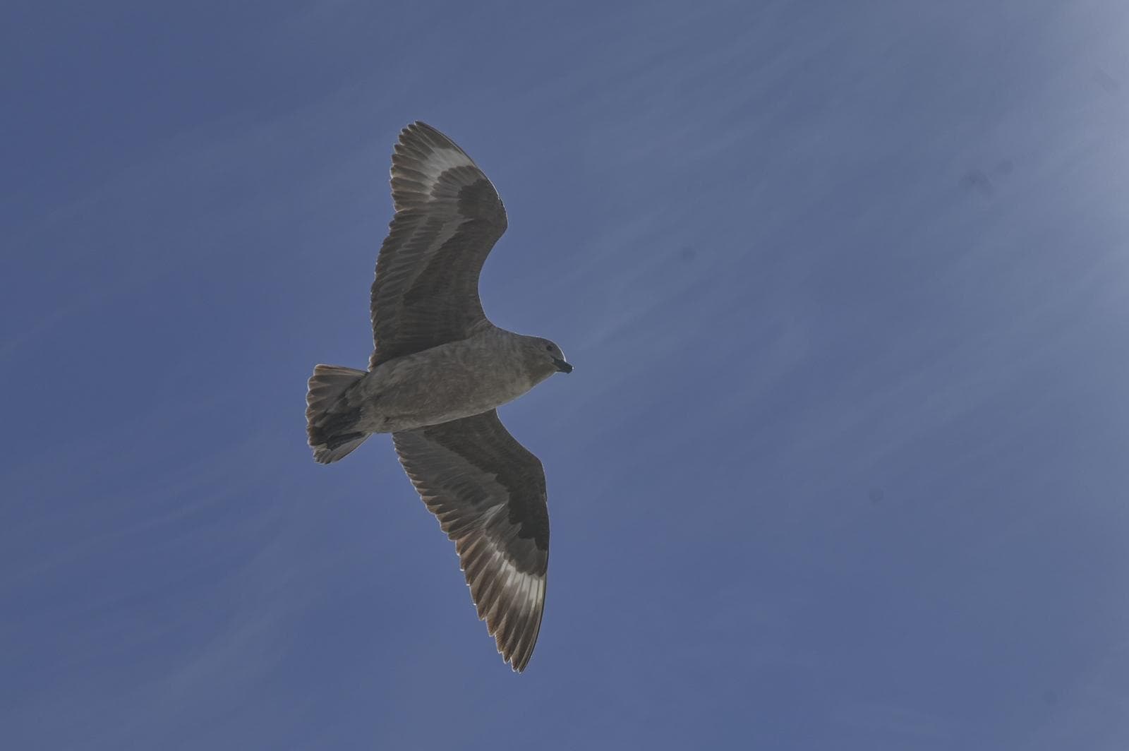 South Polar Skua — 3/3