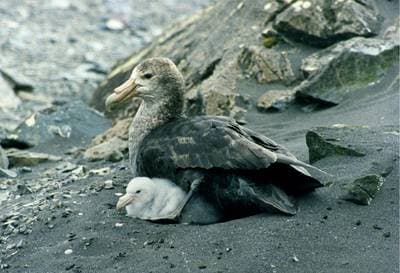 Southern Giant Petrel