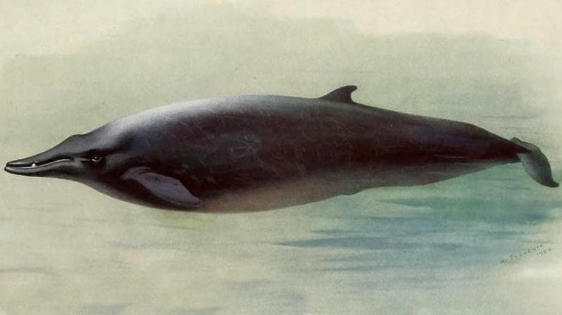 Sowerby's Beaked Whale — 1/3