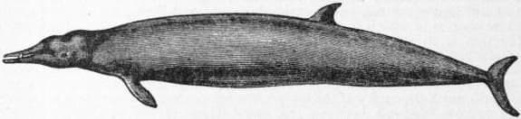 Sowerby's Beaked Whale — 2/3