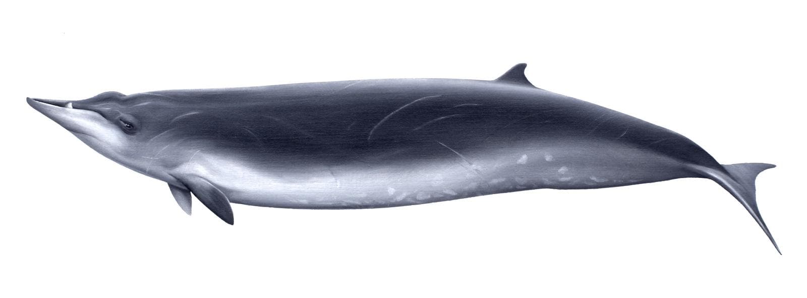 Sowerby's Beaked Whale — 3/3