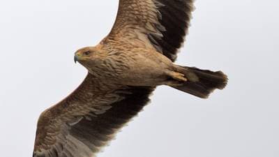 Spanish Imperial Eagle
