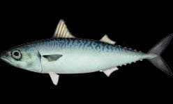 Chub mackerel
