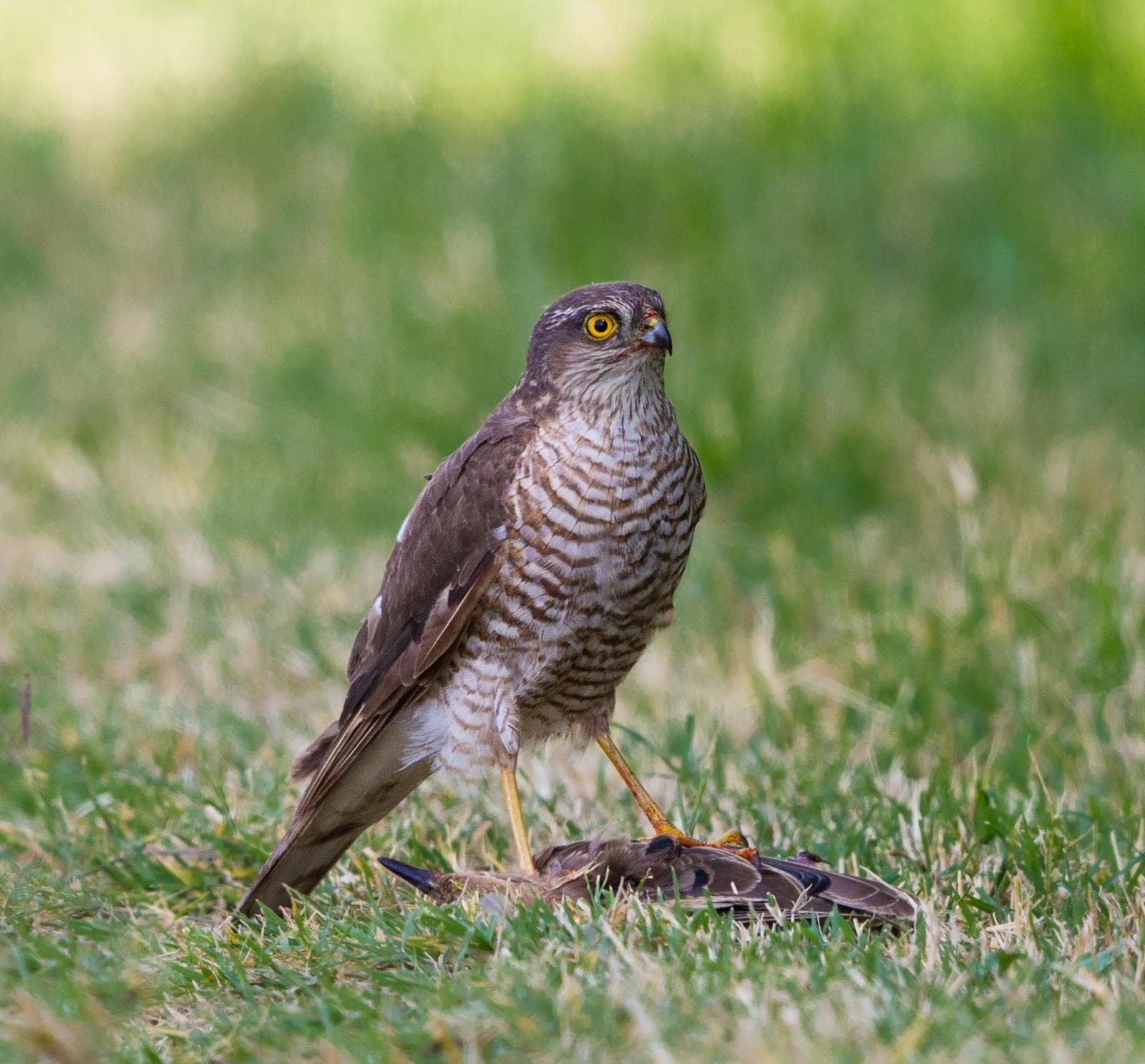 Eurasian Sparrowhawk — 1/3