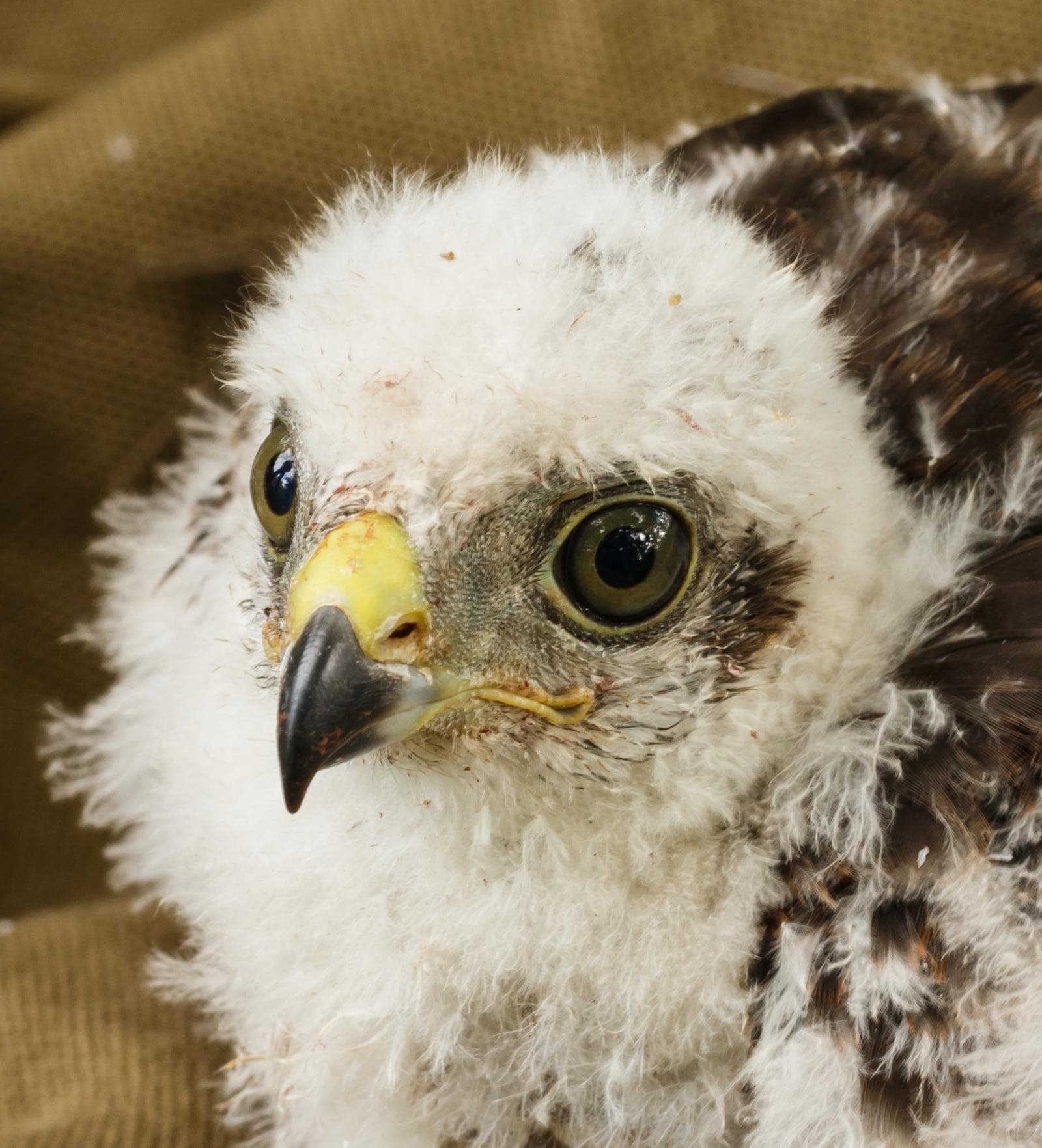 Eurasian Sparrowhawk — 2/3