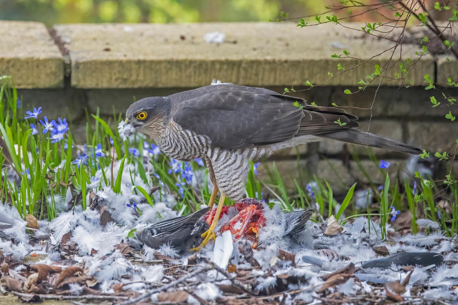 Eurasian Sparrowhawk — 3/3