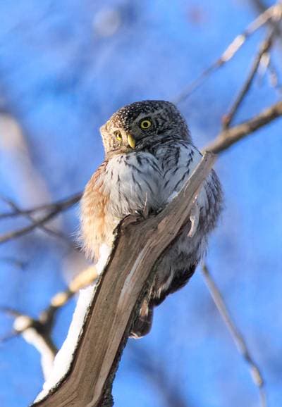 Eurasian Pygmy Owl