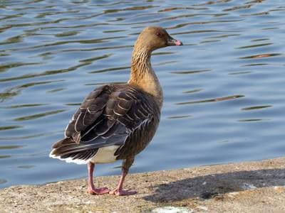 Pink-footed Goose
