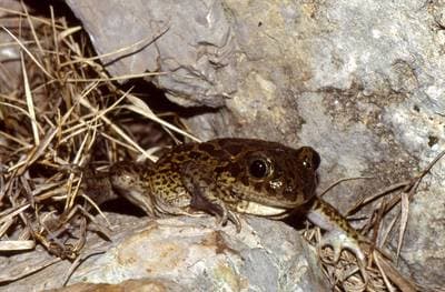 Western Spadefoot Toad
