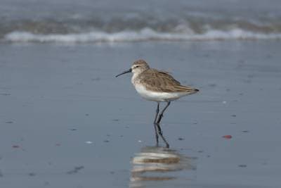 Curlew Sandpiper