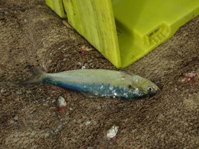 Twaite Shad