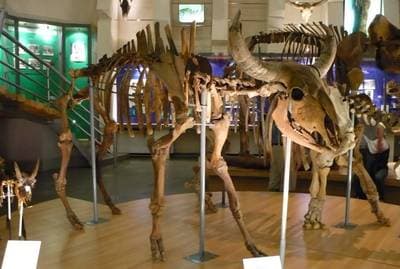 Steppe Bison