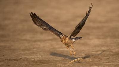 Pale Harrier