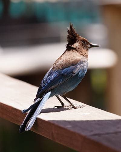 Steller's Jay