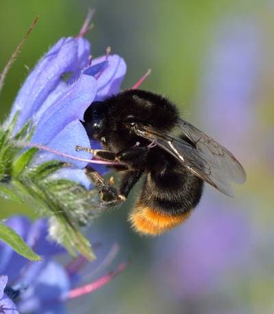 Red Tailed Bumblebee