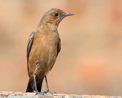 Northern Wheatear