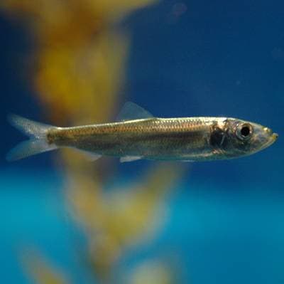 Pacific herring