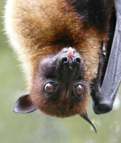 Large Flying Fox