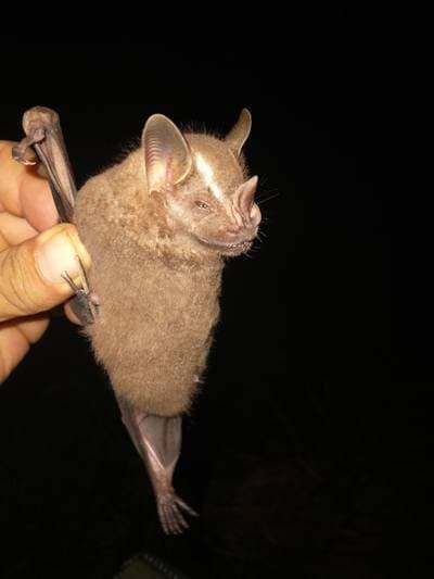 Great Fruit-eating Bat