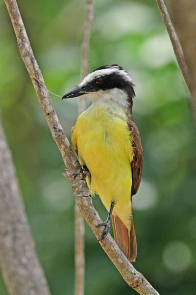 Great Kiskadee