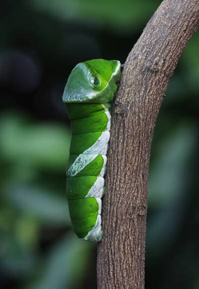 Great Mormon Butterfly