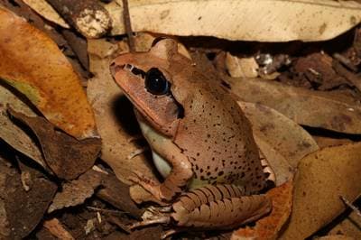Great Barred Frog