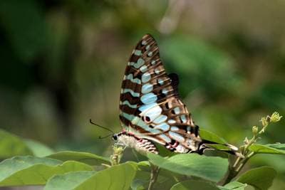 Large Striped Swordtail