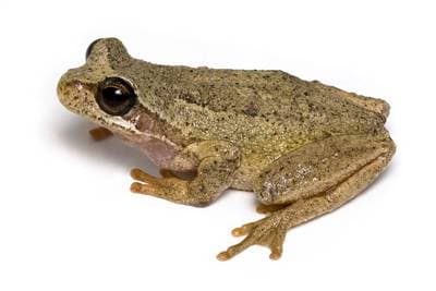 Spot-legged Treefrog