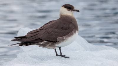 Great Skua