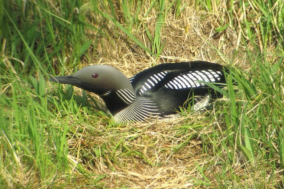 Arctic Loon — 3/3