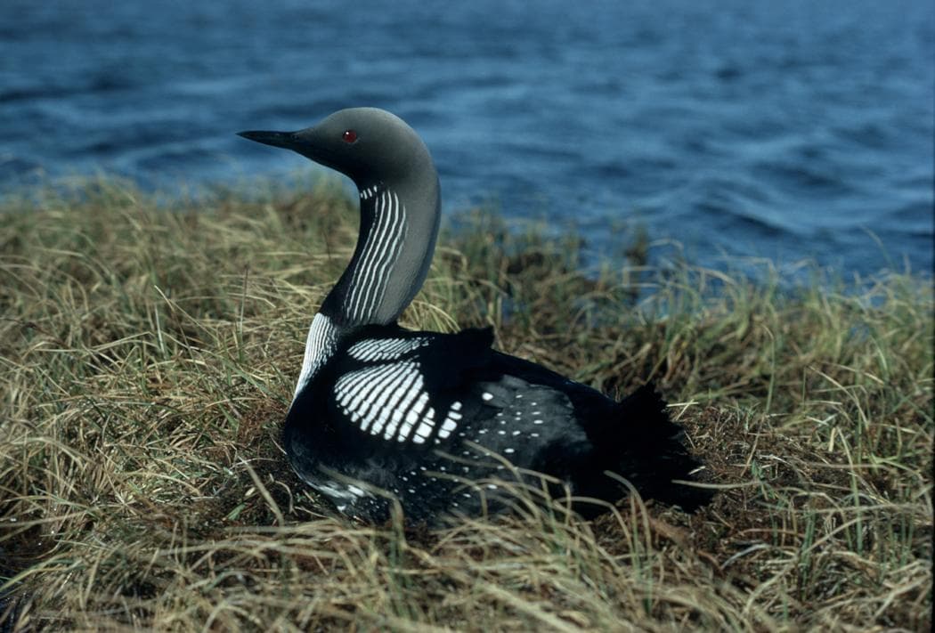 Arctic Loon — 1/3