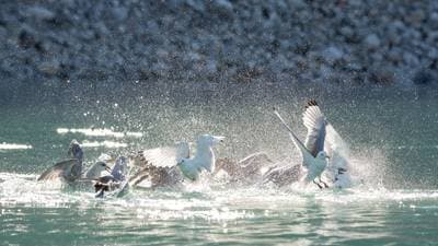 Fulmar