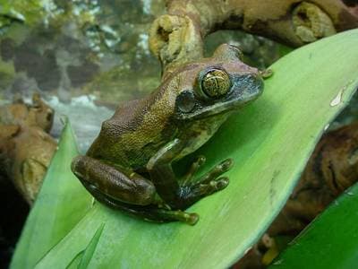 Big-Eyed Tree Frog