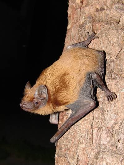 Common Noctule