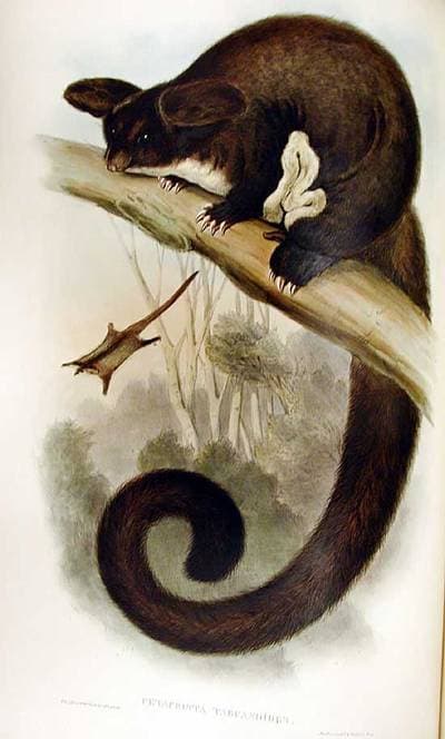 Greater Glider