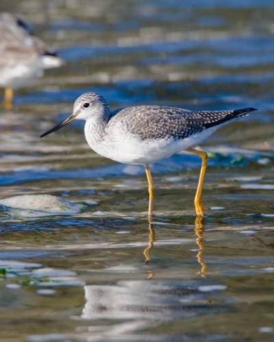 Greater Yellowlegs