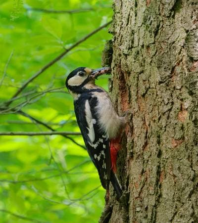 Great Spotted Woodpecker