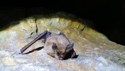 Greater Horseshoe Bat