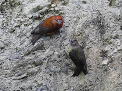 Red Crossbill